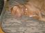 Dogue de bordeaux Betty (sveske) R.I.P.  - se lige, ny seng, Betty fik en lys og Møffe en mørk,  Pernille fra Dream-time, sendte så som bonus en charmeklud til hver med navn på, SUPER