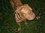 Dogue de bordeaux Betty (sveske) R.I.P. 