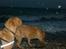 Dogue de bordeaux Betty (sveske) R.I.P.  - det ser farligt ud, det hvide