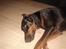 Dobermann Jagger(død):(