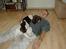 Engelsk springer spaniel Jack - ah hvor er det dejligt at sove på fars mave