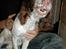 Engelsk springer spaniel Jack - wraaah- du skal ikke komme he rog tage billede - jeg kan være slem og farlig