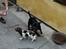 Engelsk springer spaniel Jack