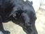 Blanding af racer Neja R.I.P - Neja er 3½ år gammel og en rigtig dejlig legesyg hund.. Giv en bedømmelse og smid em  kommentar. Modtager gerne udfordringer <3 (: