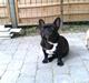 Fransk bulldog Lilo *RIP*