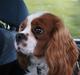 Cavalier king charles spaniel Chester