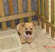 Cairn terrier Rocky