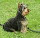 Australian silky terrier Miss.Bianca
