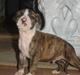 Amerikansk staffordshire terrier JarcQo