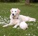 Golden retriever Tulle