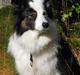 Border collie » Lucky