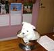 West highland white terrier Rødebros Balou