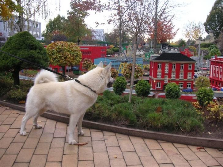 Norsk buhund Chavez (2001-2012) - "Er der ikke et eller andet galt med de der huse?" billede 11