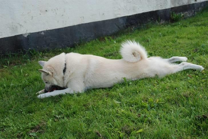 Norsk buhund Chavez (2001-2012) - "Så lang kan jeg blive, når jeg skal kravle efter en bold" billede 12