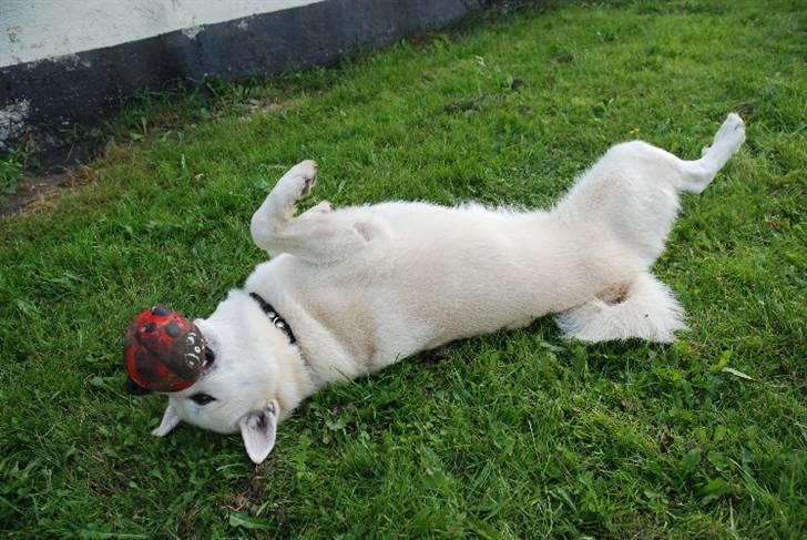 Norsk buhund Chavez (2001-2012) - "Åh nej, nu må jeg overgive mig til en bold" billede 13