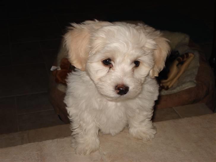 Blanding af racer FREJA - hov vent på mig billede 2