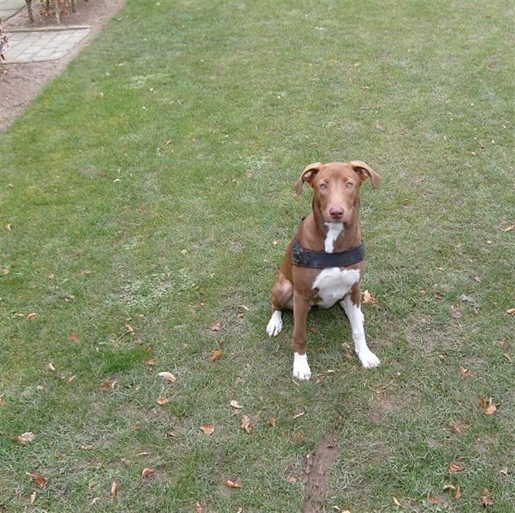 Blanding af racer Nisha - Min lille prinsesse <3 6 måneder billede 1