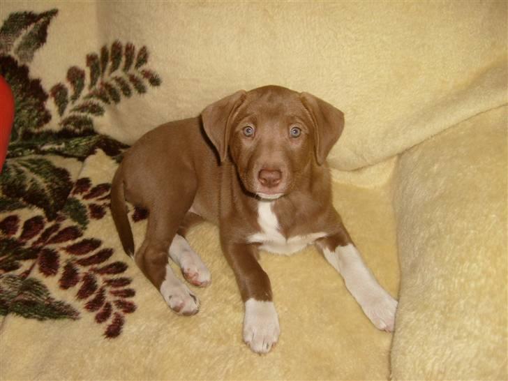 Blanding af racer Nisha - Nischa skat, knap 9 uger. billede 2