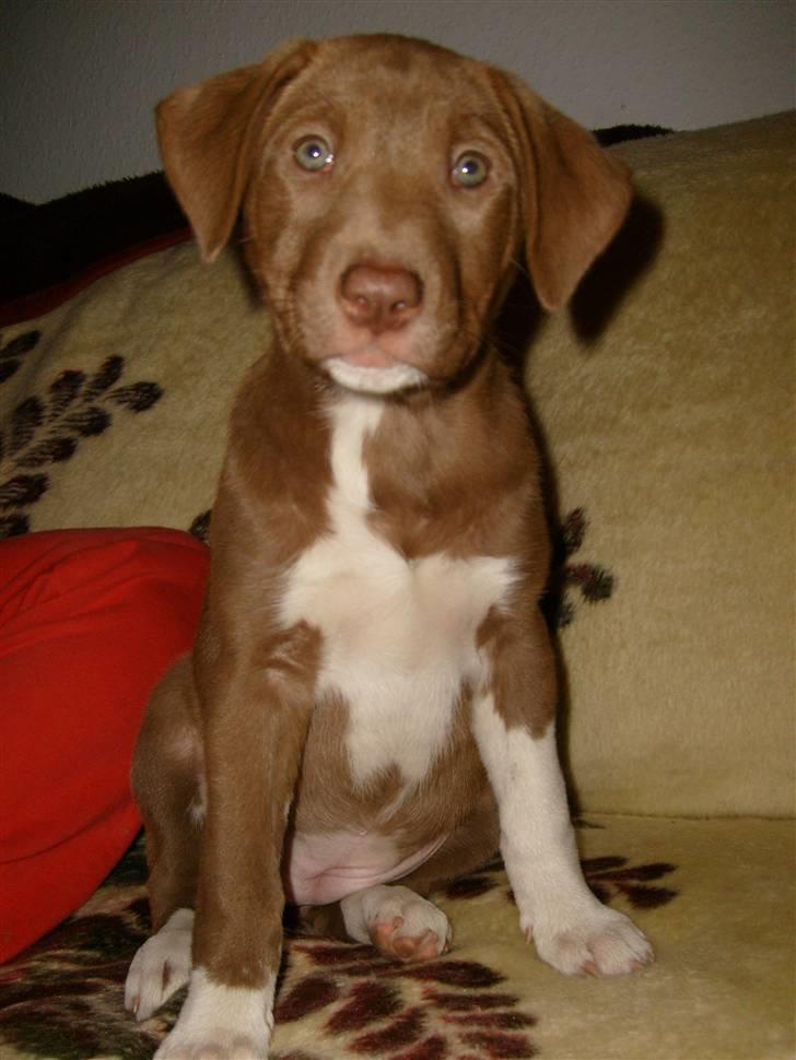 Blanding af racer Nisha - Så nysgerrig ;) billede 3