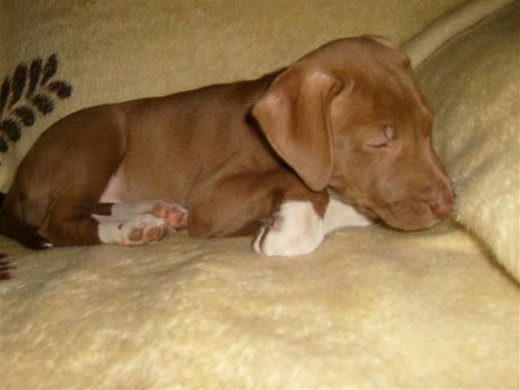 Blanding af racer Nisha - Såå træt ;) billede 4