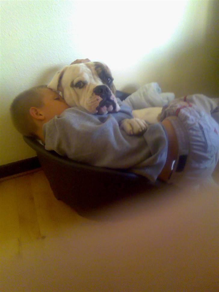 Amerikansk bulldog Bali -  ca 2 år ligger sammen med den mindste af drengene billede 2