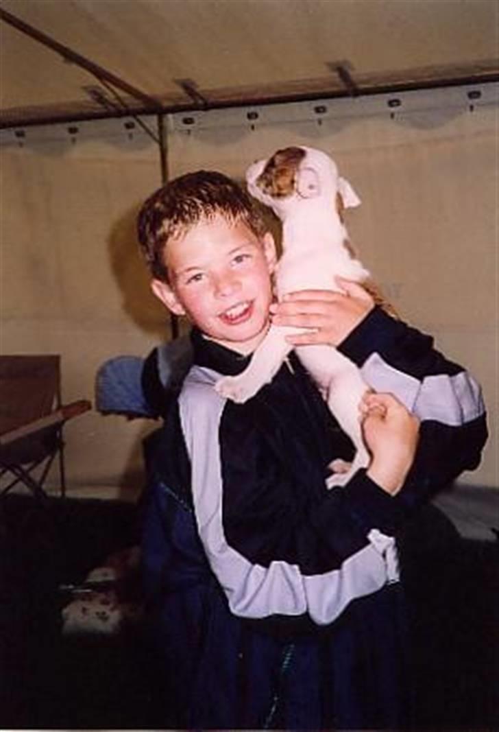 Amerikansk bulldog Bali - 8 uger billede 6