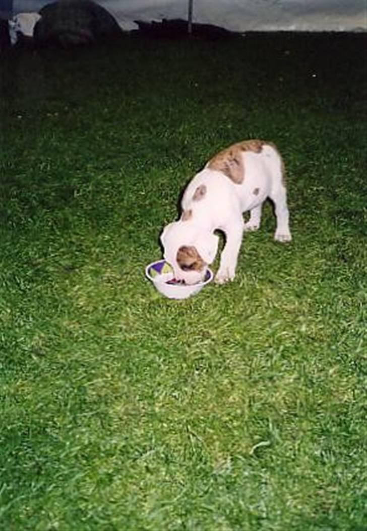 Amerikansk bulldog Bali - 8 uger billede 7