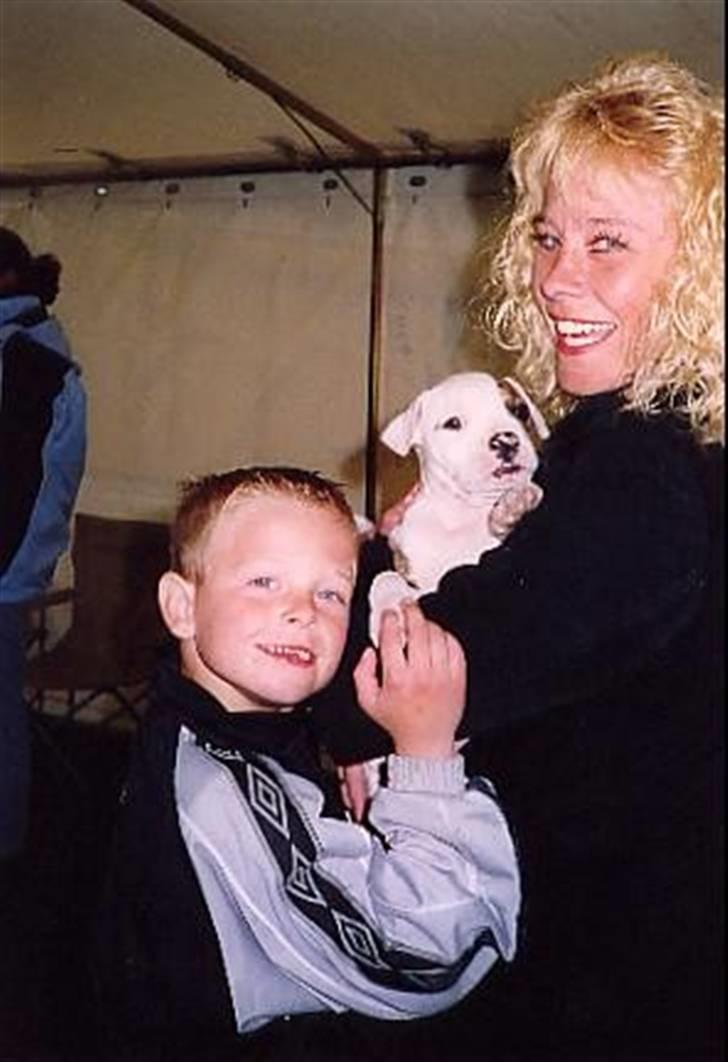 Amerikansk bulldog Bali - 8 uger billede 8