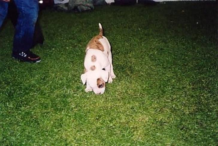 Amerikansk bulldog Bali - 9 uger billede 9