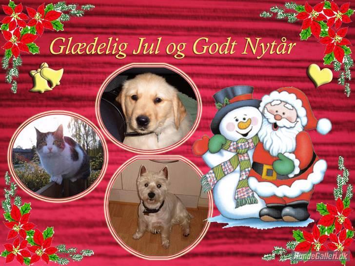 Golden retriever Zeus billede 9