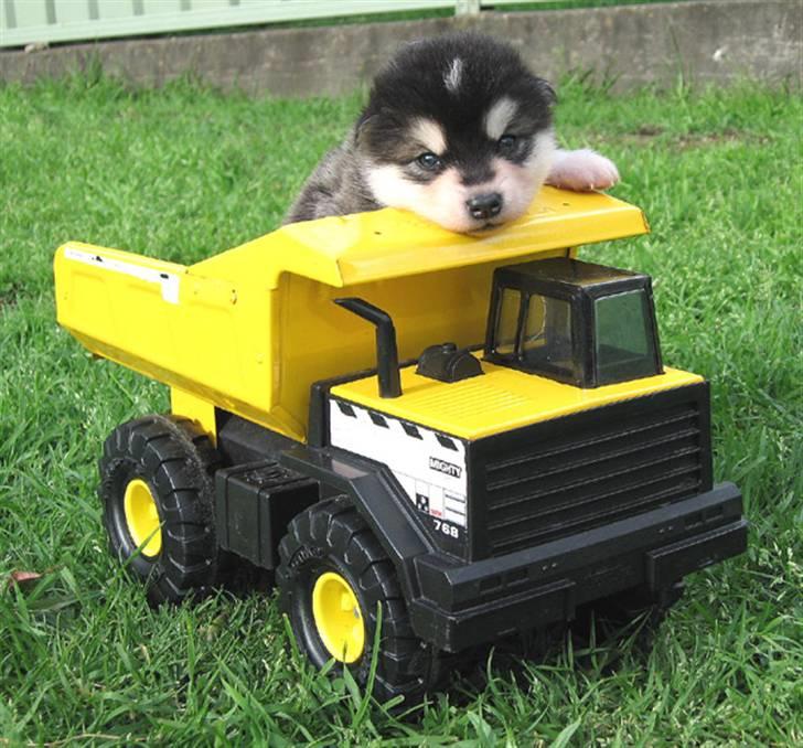 Alaskan malamute Penny - Så nu kommer jeg Danmark!!!! billede 15