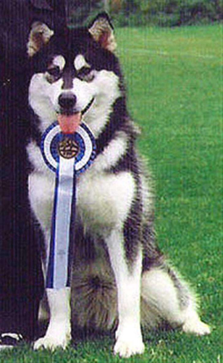 Alaskan malamute Penny - Bis 2 unghund min anden udstilling :) billede 16