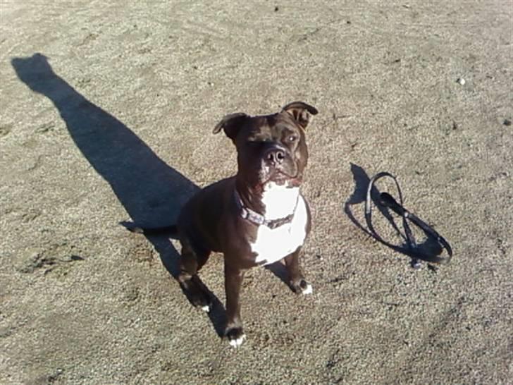 Amerikansk staffordshire terrier cezar - hvad vil du hehe billede 1