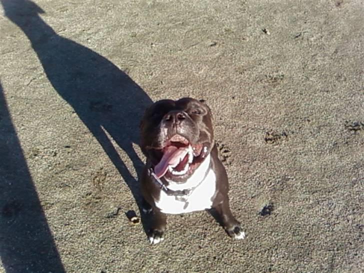 Amerikansk staffordshire terrier cezar - ej hvor er det haadt  billede 2