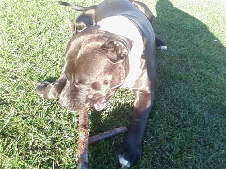 Amerikansk staffordshire terrier cezar - han er saa smuk i solen han for saaden et gylden sker i sin pels billede 3