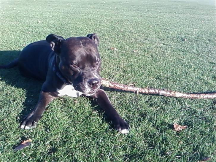 Amerikansk staffordshire terrier cezar - han elsker og tykke i sin pen naar vi har leget billede 4