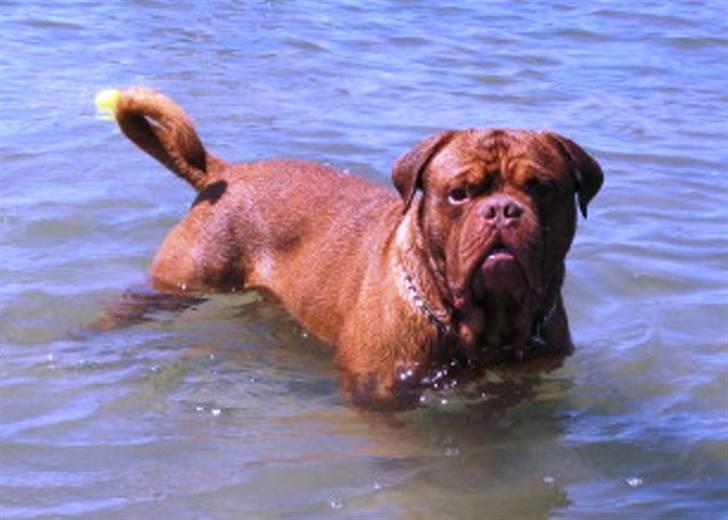 Dogue de bordeaux Bronko R.I.P. - Bronko er en tur i vandet billede 1