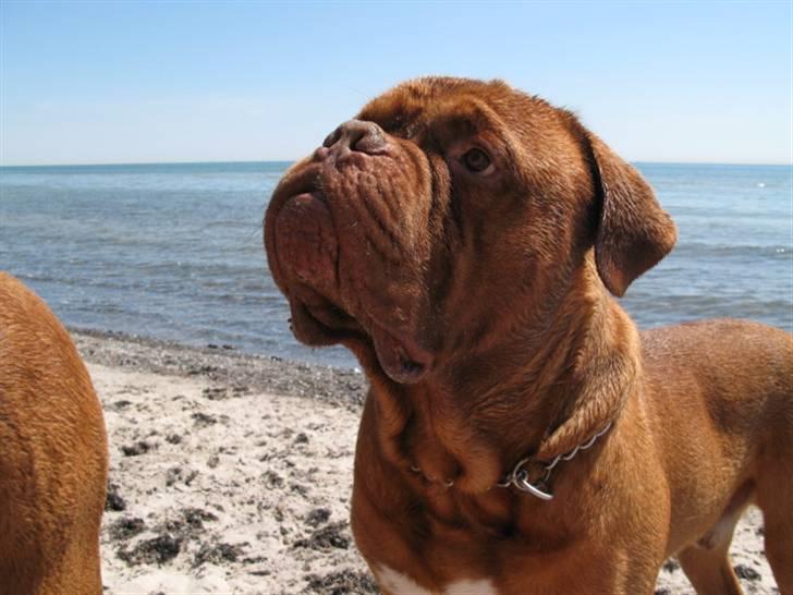 Dogue de bordeaux Bronko R.I.P. - Lytter meget koncentreret på sin far billede 2