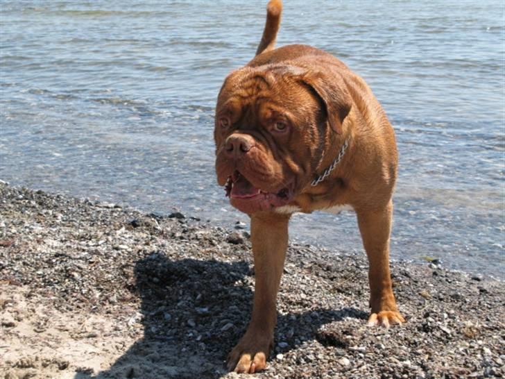 Dogue de bordeaux Bronko R.I.P. - Det var vist den svømmetur billede 3