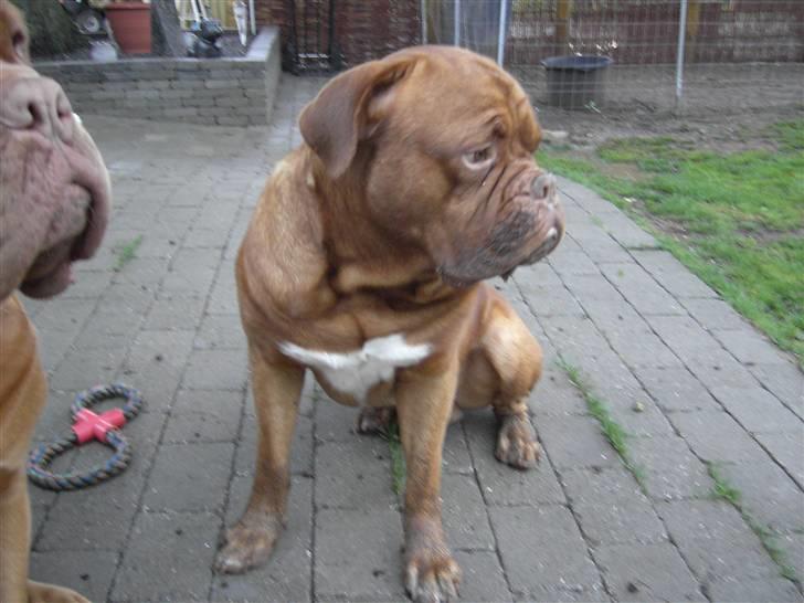 Dogue de bordeaux Bronko R.I.P. - UPS jeg kom til at stikke hovedet ned i en mudderpøl i haven. Tror mor er sur!!!!!! billede 4