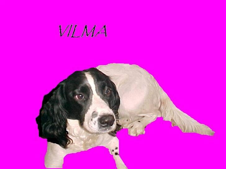 Engelsk springer spaniel Vilma ( Putte) billede 17