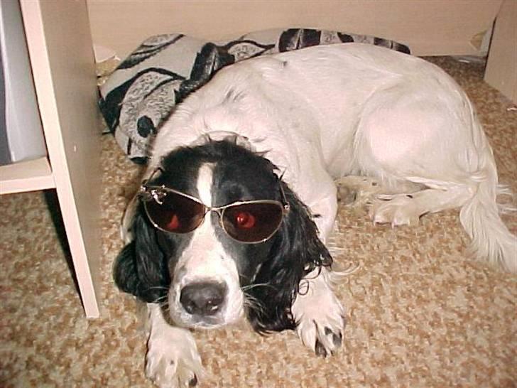 Engelsk springer spaniel Vilma ( Putte) - BLITZEN ER SKARP billede 18