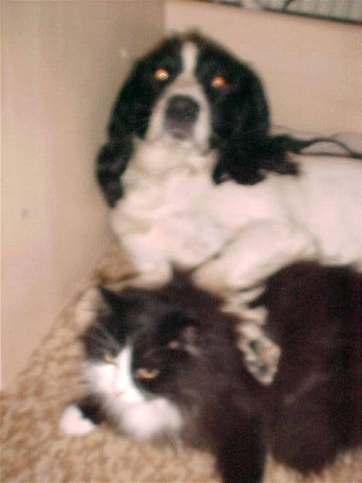 Engelsk springer spaniel Vilma ( Putte) - hej billede 19