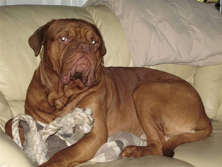 Dogue de bordeaux Bronko R.I.P. - NÅÅÅÅ, må jeg ikke tage legetøj med i sofaen,det havde jeg lige glemt!!!! UPS er mor sur igen?? billede 7