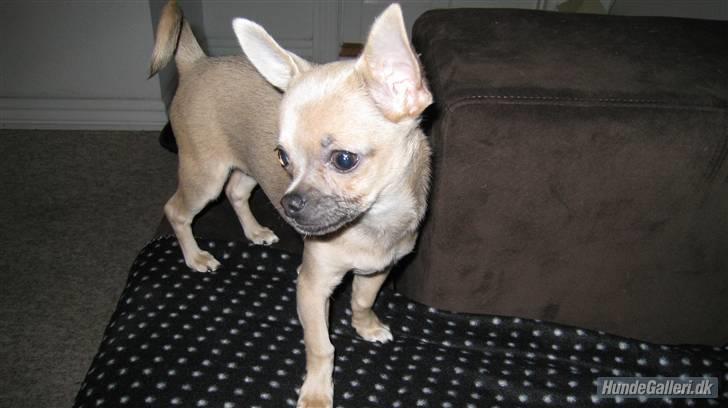 Chihuahua Lille Møf billede 1