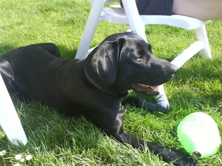 Labrador retriever vaava - .oO(MIN bold! Ingen kan tage den!) billede 2