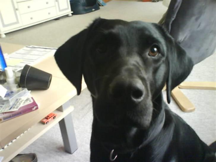 Labrador retriever vaava - .oO(Nu har jeg siddet og været dygtig, giv mig nu den skide godbid!) billede 3