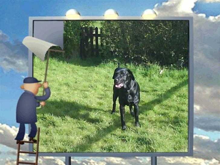 Labrador retriever vaava - Ude i haven billede 4