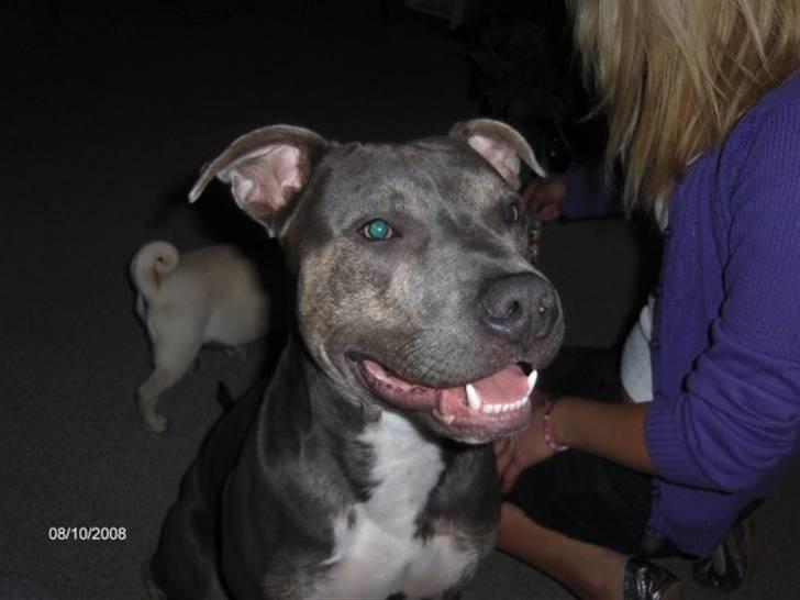 Amerikansk staffordshire terrier Thorvald - Jeg hedder Thorvald, og den udstråling jeg har på billedet er også min personlighed, for jeg elsker livet :) billede 1