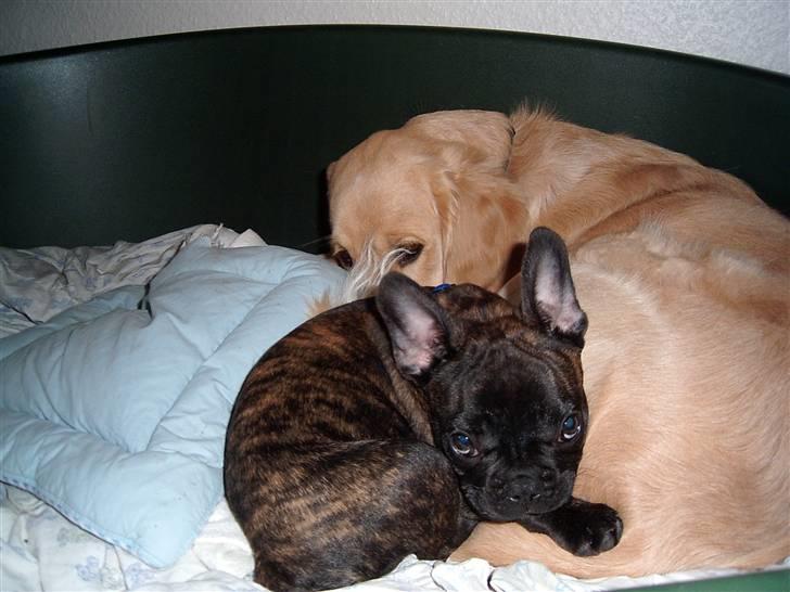 Fransk bulldog Tyson *Død* billede 12